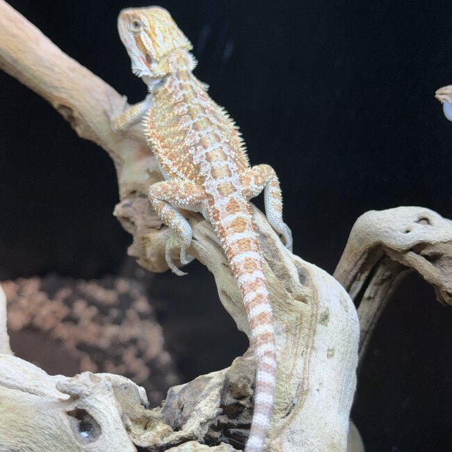 Hypo Red Orange Bearded Dragon