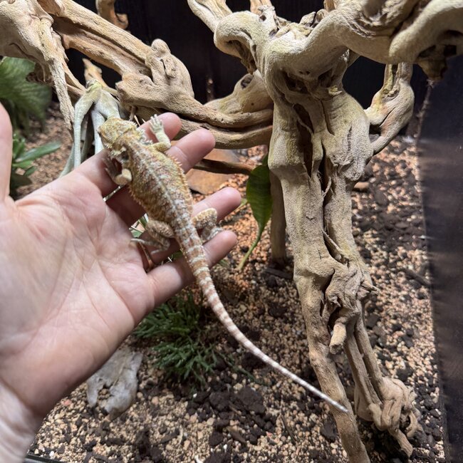 Hypo Red Orange Bearded Dragon