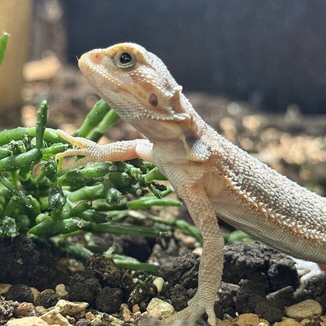 Red Hypo Translucent Bearded Dragon 'S3'