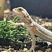 Red Hypo Translucent Bearded Dragon 'S3'