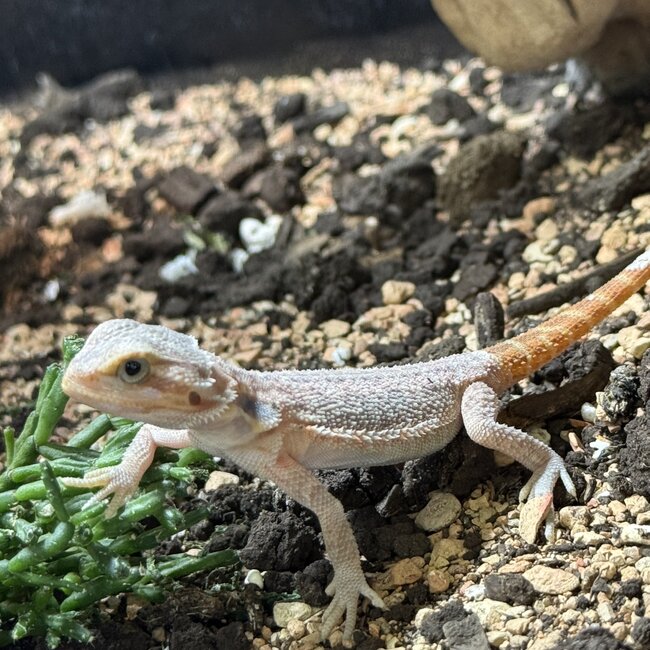 Red Hypo Translucent Bearded Dragon 'S3'