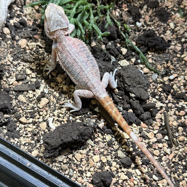 Red Hypo Translucent Bearded Dragon 'S3'