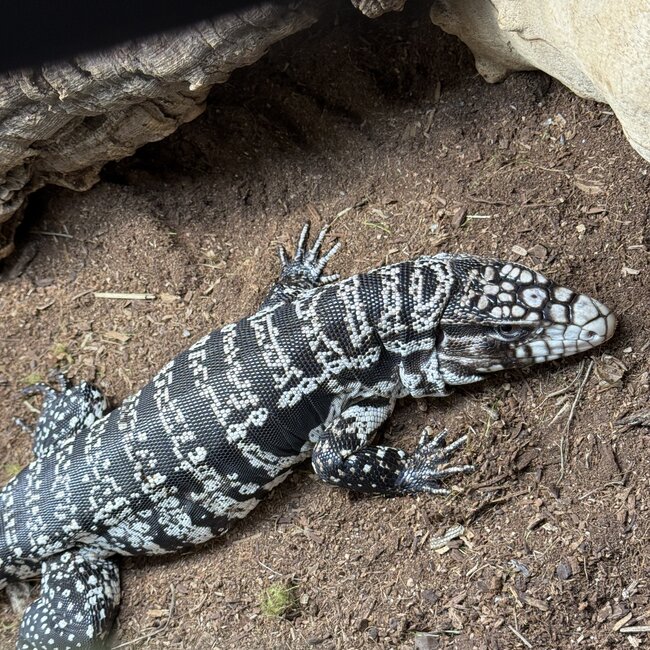 Black and White Tegu 'Maximus' SP