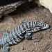 Black and White Tegu 'Maximus' SP