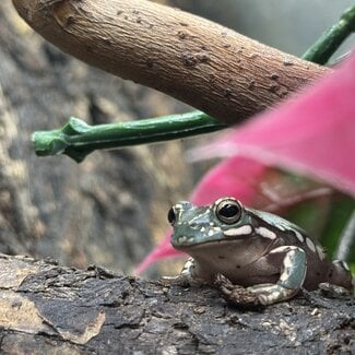 Goldflake Snow White's Tree Frog