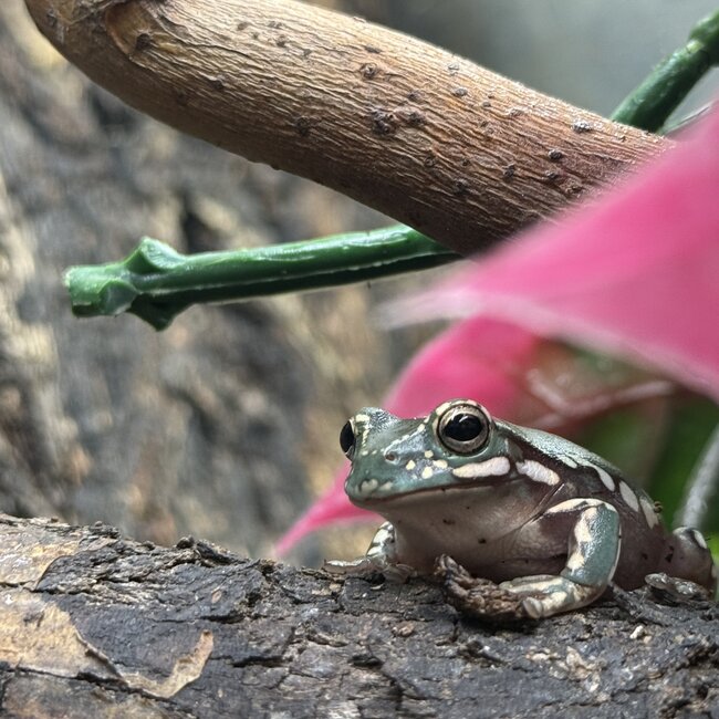 Goldflake Snow White's Tree Frog