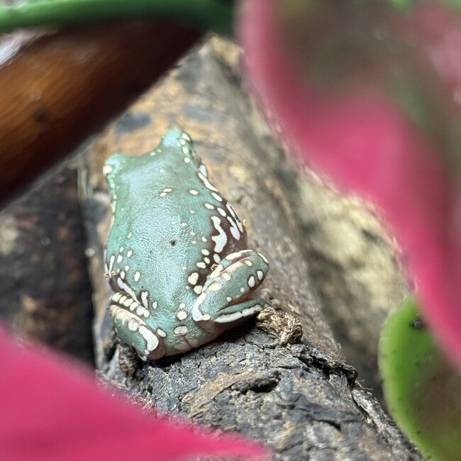 Goldflake Snow White's Tree Frog