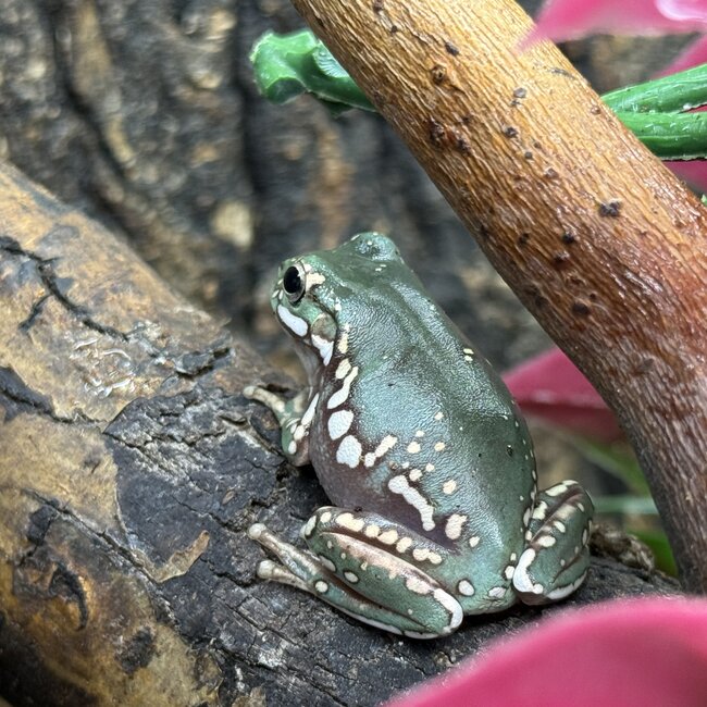 Goldflake Snow White's Tree Frog