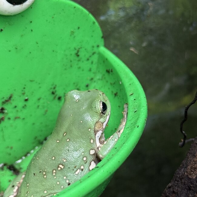 Goldflake Snow White's Tree Frog