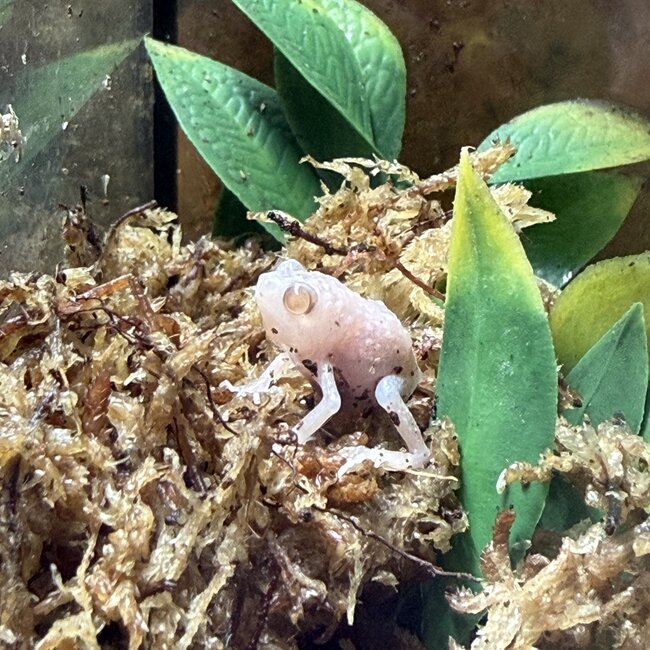 Albino Chubby Frog