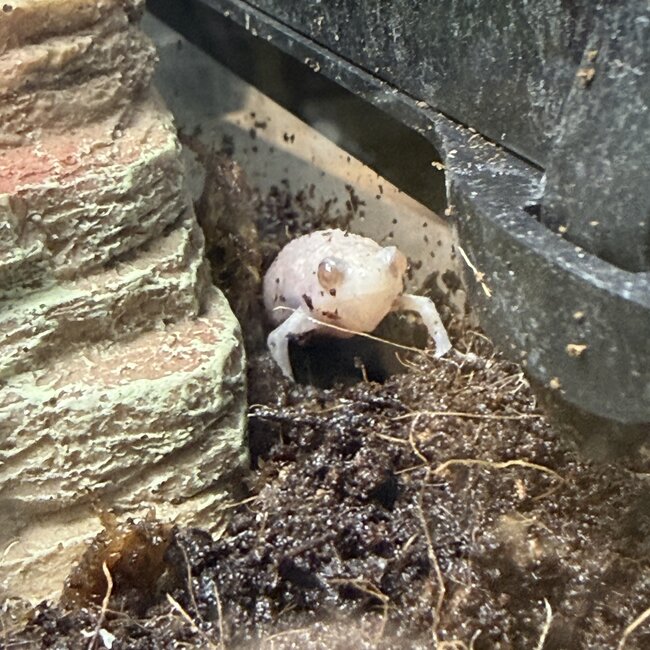 Albino Chubby Frog