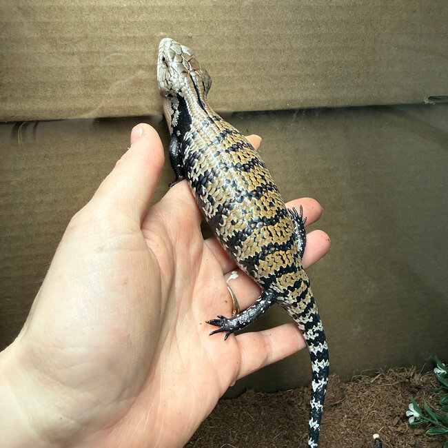 Farm Bred Indonesian Blue Tongue Skink
