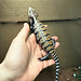 Farm Bred Indonesian Blue Tongue Skink