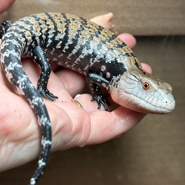 Farm Bred Indonesian Blue Tongue Skink