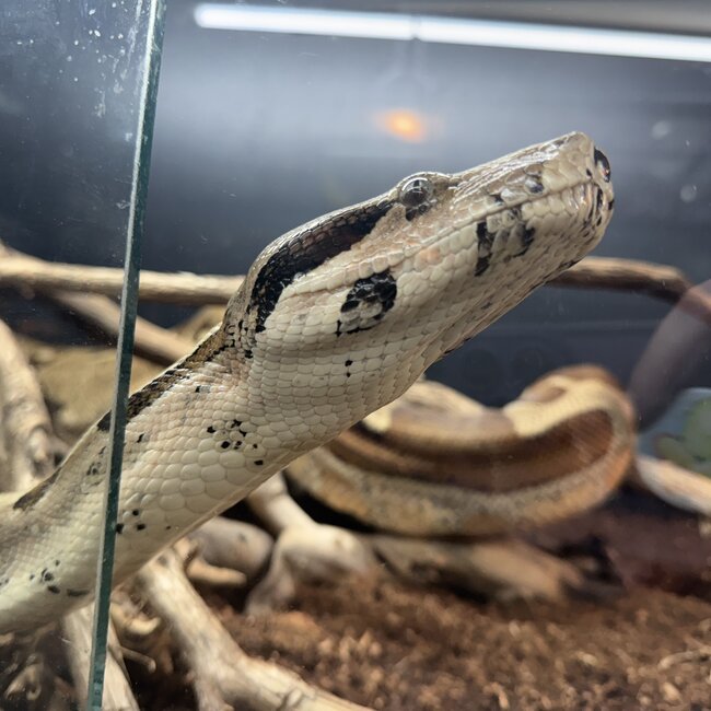 Hypo Boa Constrictor 'Jewels'  SP