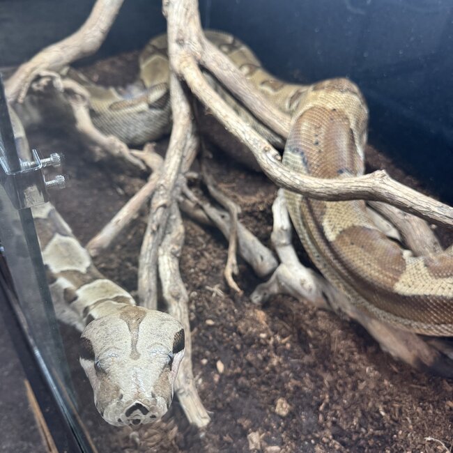 Hypo Boa Constrictor 'Jewels'  SP