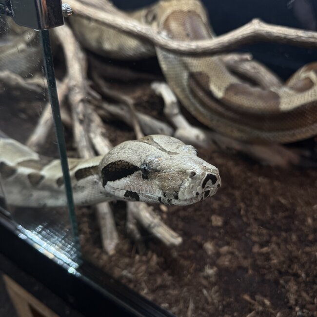 Hypo Boa Constrictor 'Jewels'  SP