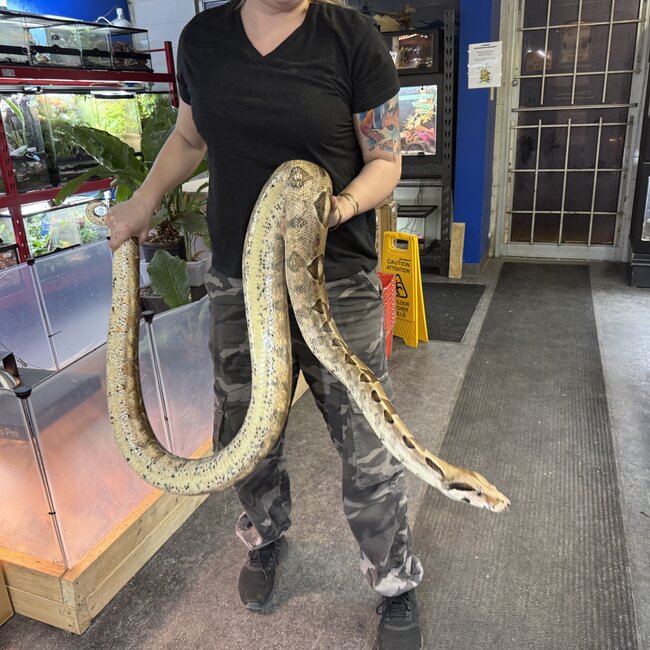 Hypo Boa Constrictor 'Jewels'  SP