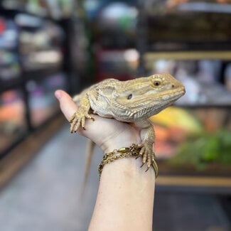 Bearded Dragon 'Porsche' Female SP