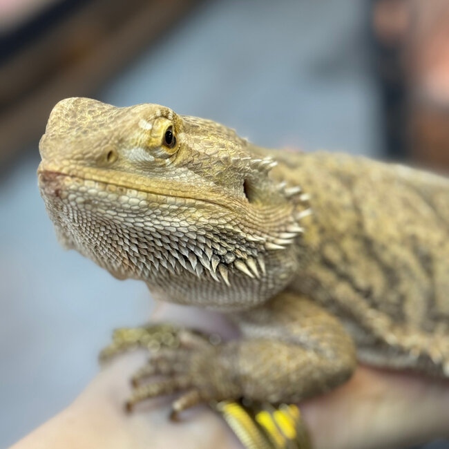 Bearded Dragon 'Porsche' Female SP