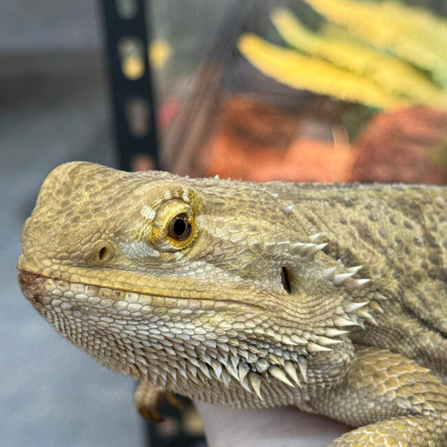 Bearded Dragon 'Porsche' Female SP
