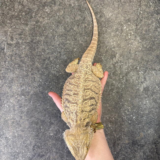 Bearded Dragon 'Porsche' Female SP