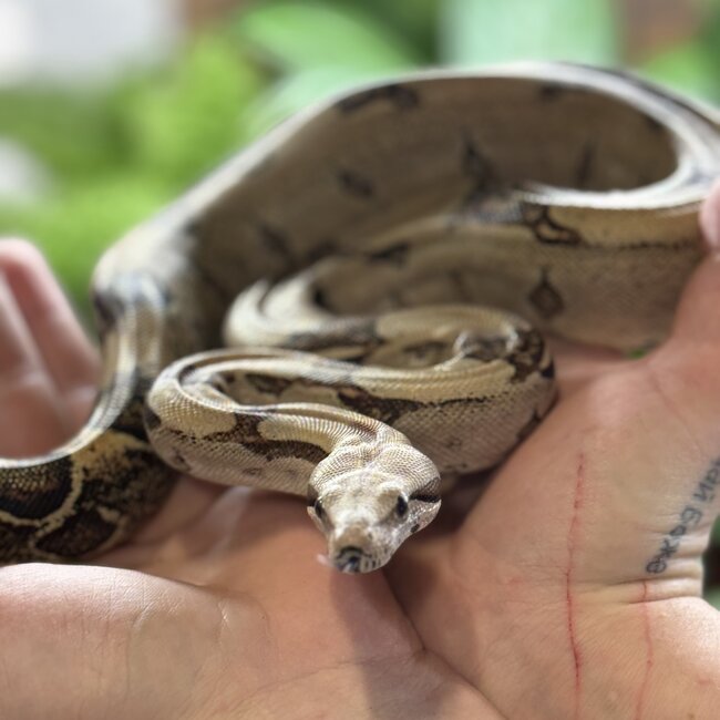 Boa Constrictor 'Pebbles' SP