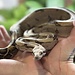 Boa Constrictor 'Pebbles' SP