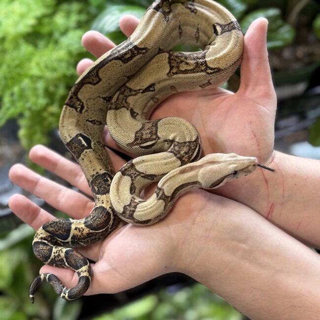 Boa Constrictor 'Pebbles' SP