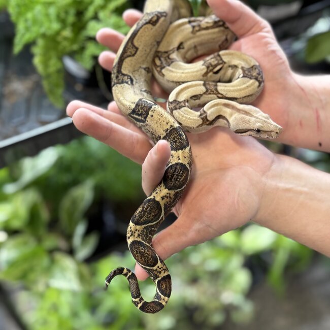 Boa Constrictor 'Pebbles' SP