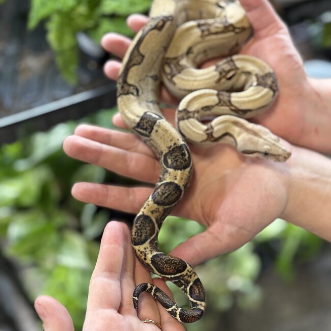 Boa Constrictor 'Pebbles' SP