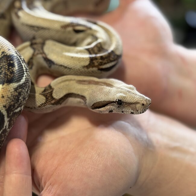 Boa Constrictor 'Pebbles' SP