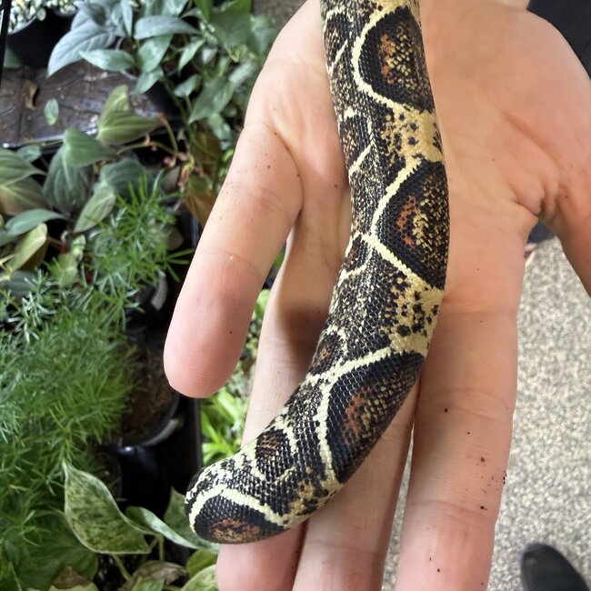 Boa Constrictor 'Pebbles' SP