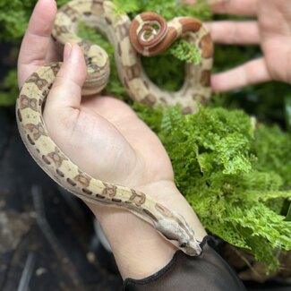 Boa Constrictor 'Rocky' SP