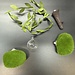 Mini Mossy Forest Arboreal Kit for Jumping Spider
