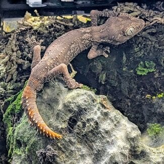 Northern Spiny-Tailed Gecko (Strophurus ciliaris)