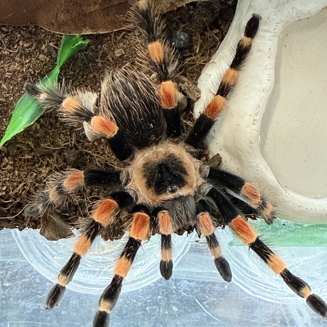 Acapulco Orange Leg, Female 4" Brachypelma smithi ex. B. annitha