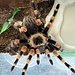 Acapulco Orange Leg, Female 4" Brachypelma smithi ex. B. annitha