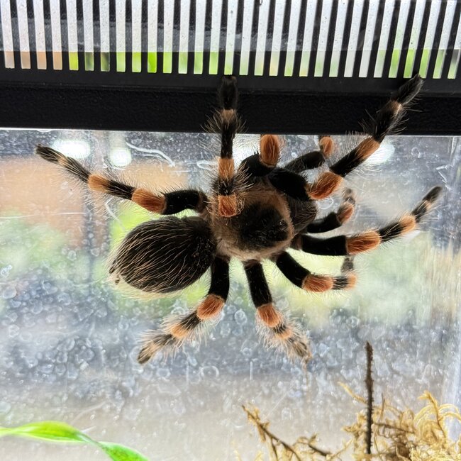 Acapulco Orange Leg, Female 4" Brachypelma smithi ex. B. annitha