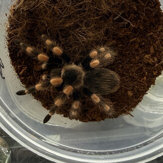 Acapulco Orange Leg, Male 3" Brachypelma smithi ex. B. annitha