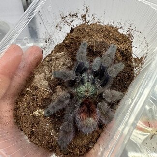 Tarantula Caribena versicolor 3" 'Martinique' Tarantula