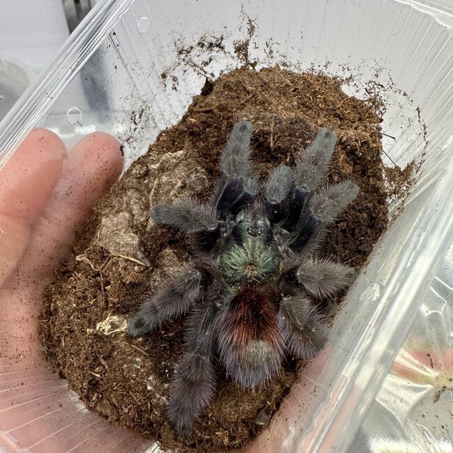 Tarantula Caribena versicolor 3" 'Martinique' Tarantula