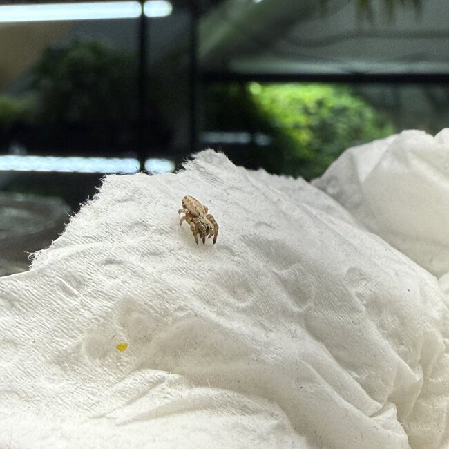 North African Velvet Spider, Stegodyphus dufouri