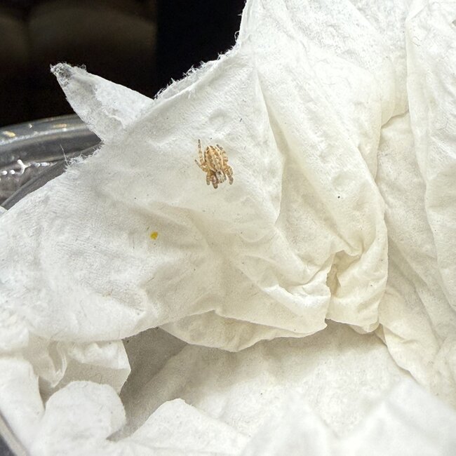 North African Velvet Spider, Stegodyphus dufouri