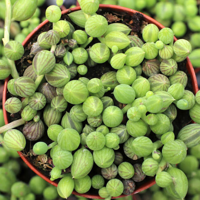 Senecio String of Watermelon 4"