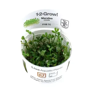 Marsilea minuta 1-2-GROW!