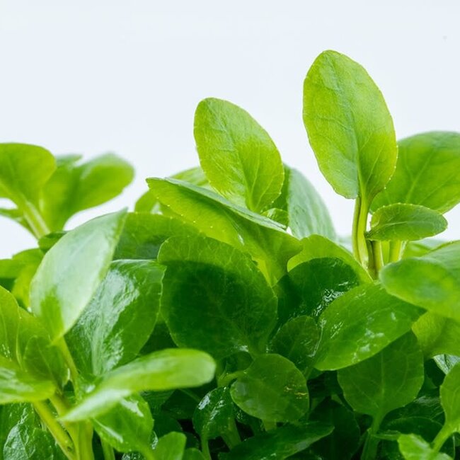 Lobelia cardinalis 'Mini' 1-2-GROW!