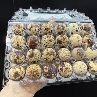 Frozen Coturnix Quail Eggs 24ct