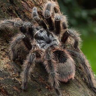 Grammostola grossa 1.25", Guarani Giant Tarantula