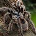 Grammostola grossa 1.25", Guarani Giant Tarantula